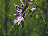 Dactylorhiza fuchsii plant 42, 2002
