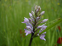 Dactylorhiza fuchsii plant 44, 2002