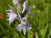 Dactylorhiza fuchsii plant 60, 2002