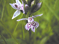 Dactylorhiza fuchsii plant 64, 2002
