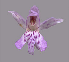 Dactylorhiza fuchsii plant 79, 2001