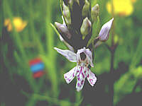 Dactylorhiza fuchsii plant 79, 2002