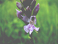 Dactylorhiza fuchsii plant 94, 2002