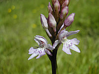 Dactylorhiza fuchsii plant 96, 2002