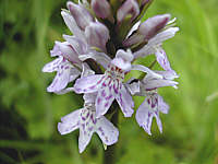 Dactylorhiza fuchsii plant 102, 2002