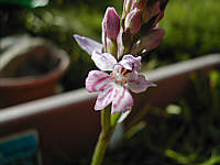 Dactylorhiza fuchsii plant 119, 2002