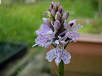 Dactylorhiza fuchsii plant 120, 2002