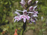 Dactylorhiza fuchsii plant 131, 2002