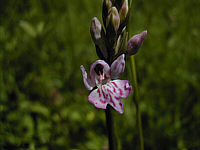 Dactylorhiza fuchsii plant 340, 2002