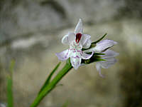 Dactylorhiza fuchsii plant 343, 2002