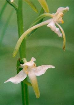 Platanthera chlorantha