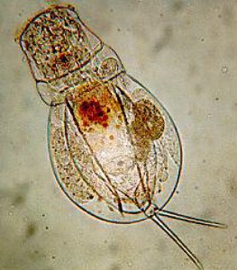 rotifer image 1