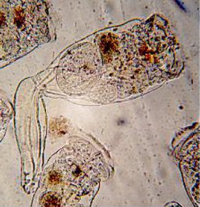 rotifer image 2