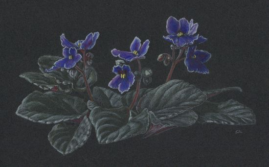 african violet