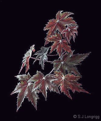 begonia