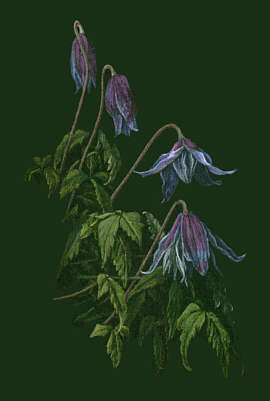 Clematis macropetala