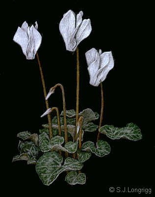 cyclamen