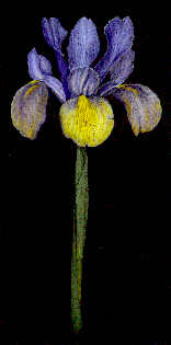 Dutch iris