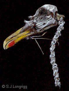  bird skull