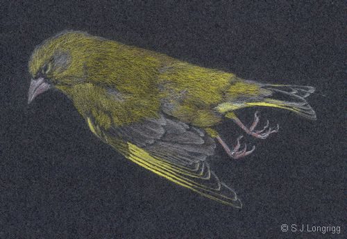 dead greenfinch