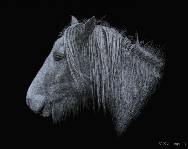 white horse head