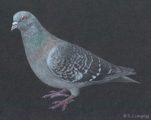 feral pigeon