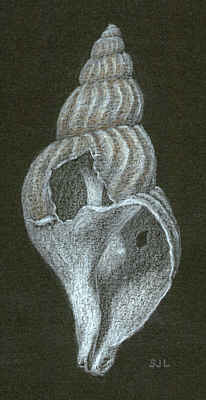 shell drawing