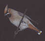 waxwing