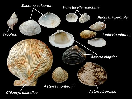 Clyde subfossil shells