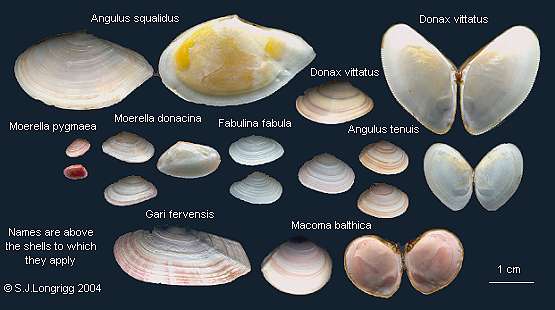 Tellins and similar bivalves